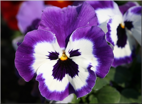 viooltjes,bloemen,lente