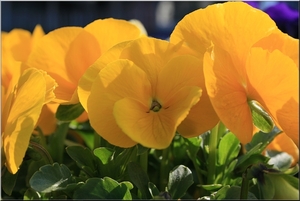 Gele viooltjes in de zon.