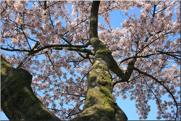 bomen,bloemen,lente