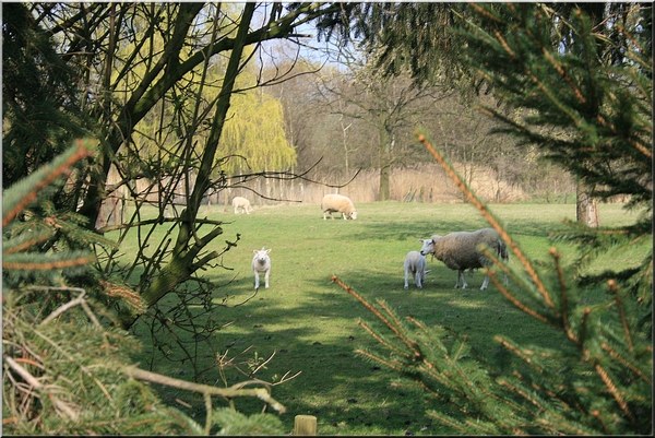 lente,schapen,lammekens,bomen,geel