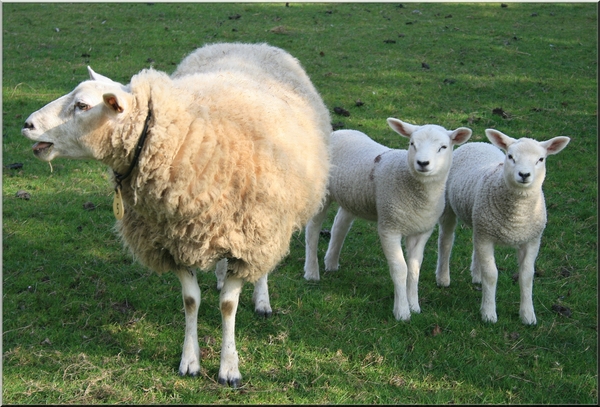 lente,schaap,lammekens