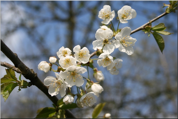 lente,bloemen,bomen,lucht,wolken,geel