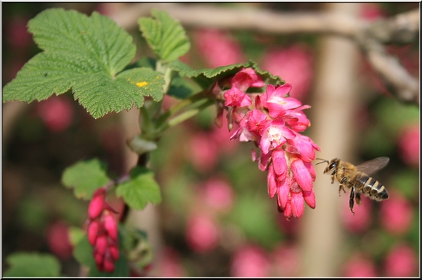 lente,bij,bloemen,plant,geel