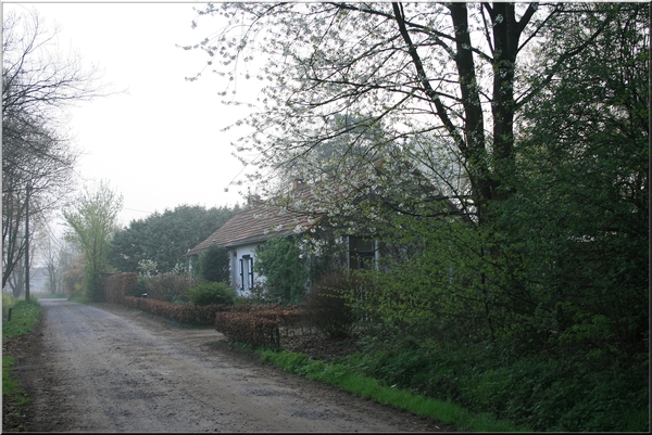 mist,bomen,lucht,lente,bloemen,boerderij,geel