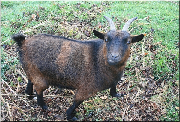 huisdieren,geit,lente,paasmaandag,geel