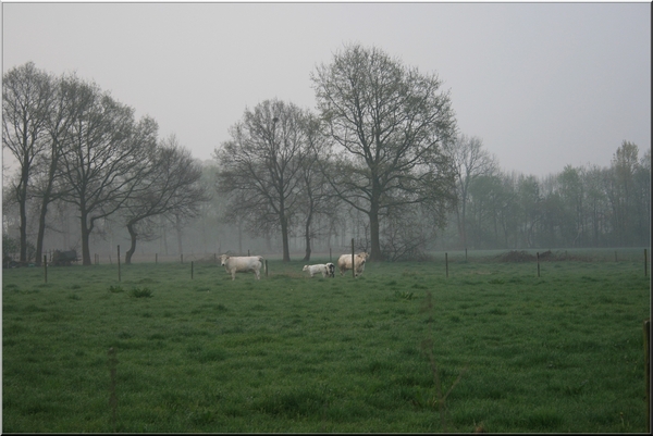 mist,lucht,bomen,velden,koeien,geel,paasmaandag