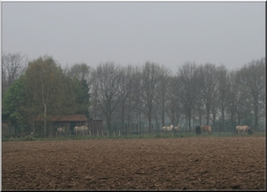 Paarden voederen op een mistige ochtend.