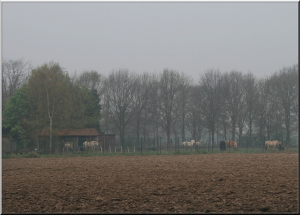 paarden,lente,bomen,geel,mist,stal