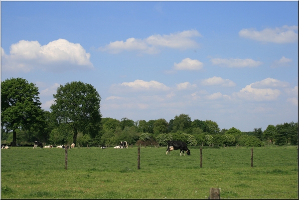 zonnige zondag,mei,landschap,koeien,lente,wolken,lucht,bomen