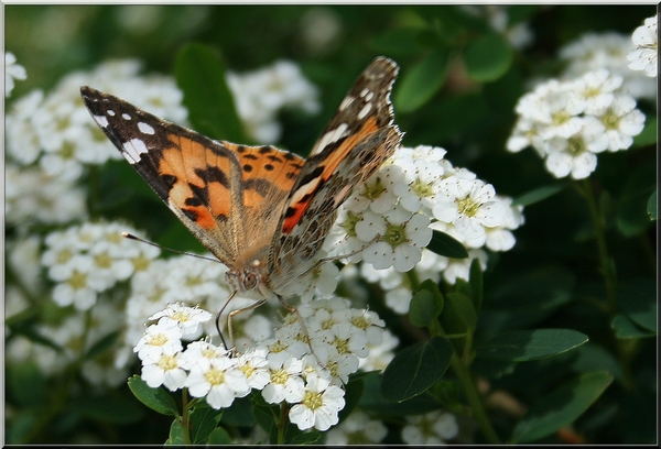 Vlinder in de lente