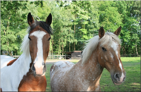 paarden,dikke vrienden,lente,herentals