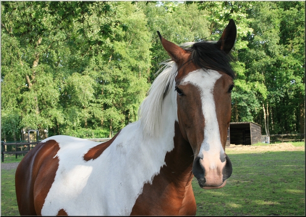 paard,lente,bomen,herentals