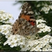 Vanessa cardui