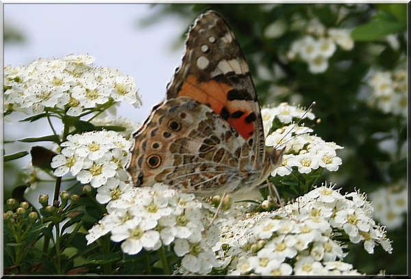 Vanessa cardui,vlinder,lente,bloemen,herentals