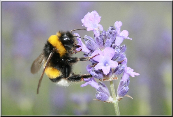 hommel,lavendel,bloemen,lente,olen