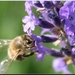 Honing bij  met lavendel bloemen