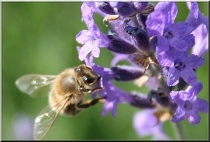 Honing bij  met lavendel bloemen
