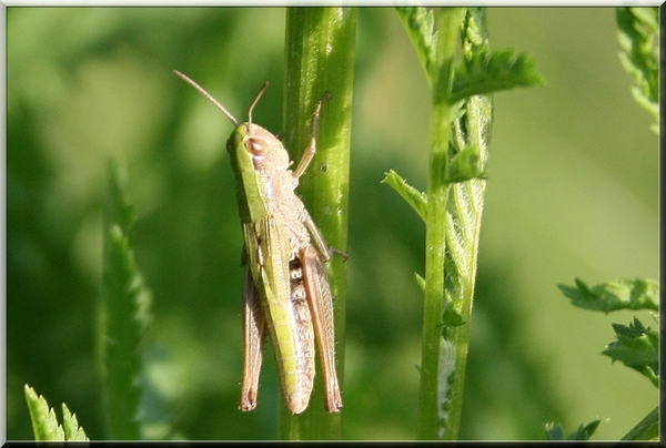 sprinkhaan,planten,insect,zomer,olen