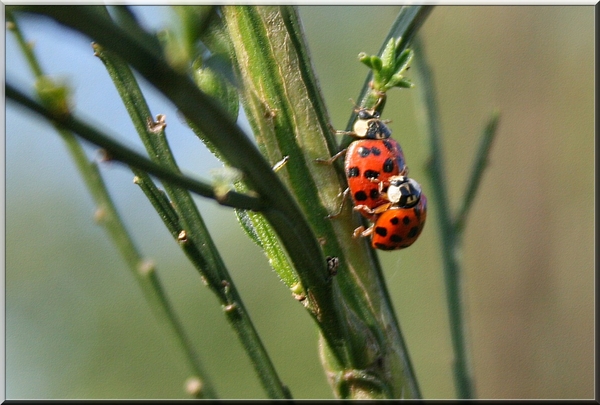 lieve heers beestjes,planten,olen,insect,zomer,