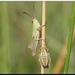 Sprinkhaan en een onbekend insectje.