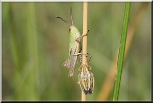 Sprinkhaan en een onbekend insectje.