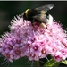 Hommel