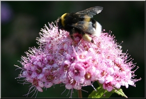 Hommel