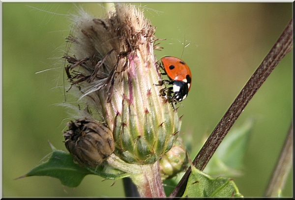 lieve heers beestje,zomer,bloemen,insect,olen