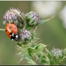 Lieveheersbeestje op distel..