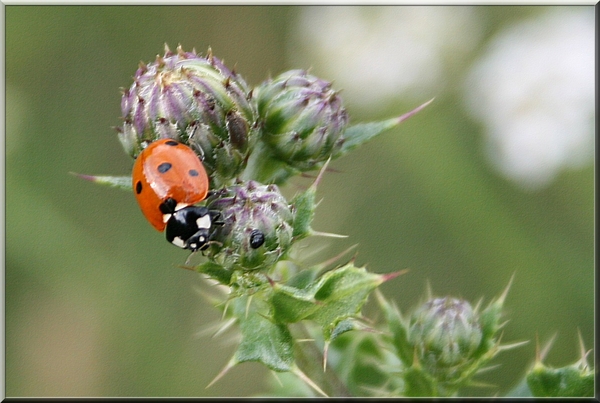 lieveheersbeestje,bloemen,distel,zomer,insect,olen