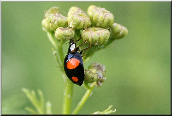 Zwart lieve heers beestje