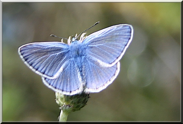 Klein blauw vlindertje