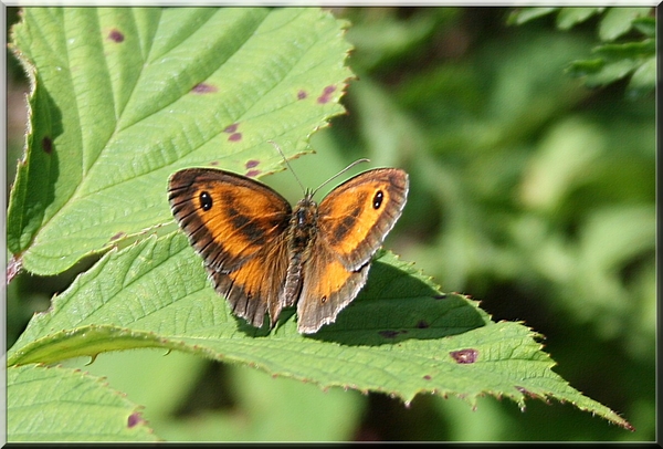 bruin vlindertje,in de zon, planten,insect,zomer,olen