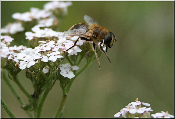 bij,bloemen,insect,zomer,olen