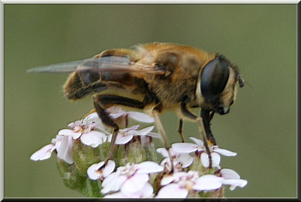 bij,bloemen,insect,zomer,olen