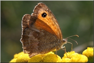 Klein bruin vlindertje