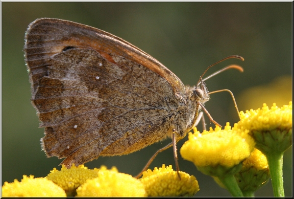 Klein bruin vlindertje