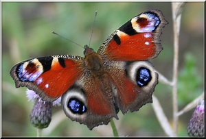 Dagpauwoog  vlinder