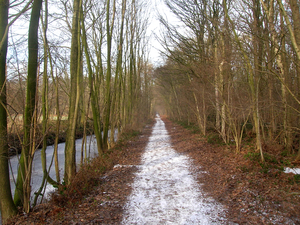 Door het bos