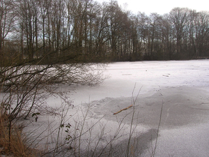 Vijver