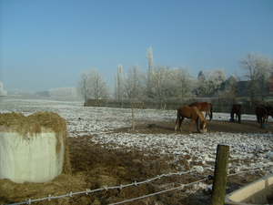 winter  jan 2009 011