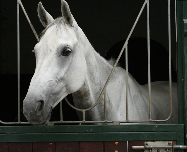 Paardenkop