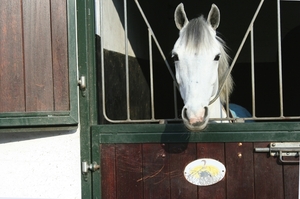 Paardenkop