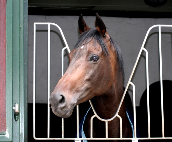 Paardenkop