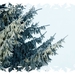 Wintersfeer 2009 (66)