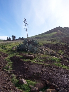Madeira 159