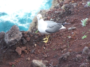 Madeira 165