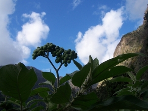 Madeira 195