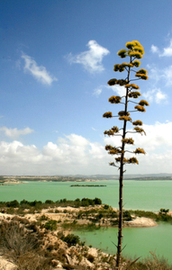 zoutmeer LA MATA