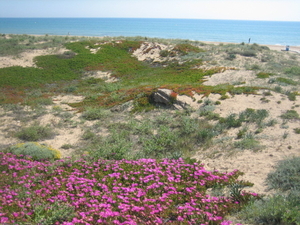 LA MATA  duinen